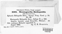 Gibberidea heliopsidis image